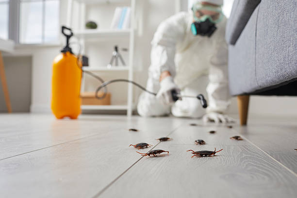Commercial Kitchen Cockroach Control in Big Beaver